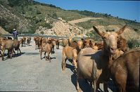 Spanien-Andalusien-Ziegenherde-199703-400.jpg