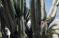 Flora-Kaktus-1992-001.jpg