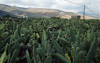 Flora-Kaktus-1994-010.jpg