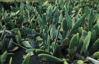 Flora-Kaktus-1994-011.jpg