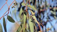 Flora-Baum-Eukalyptus-200011-04.jpg