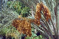 Flora-Baum-Palme-20020228-019.jpg