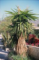 Flora-Baum-Palme-Yucca-200011-55.jpg