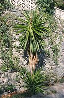 Flora-Baum-Palme-Yucca-200011-59.jpg