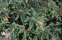 Flora-Baum-Ricinus-200011-60.jpg