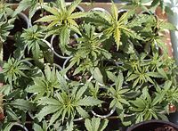 Flora-Cannabis-19920430-22.jpg