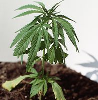 Flora-Cannabis-19920430-27.jpg