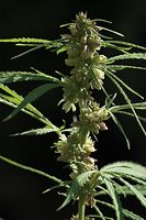 Flora-Cannabis-20100820-89.jpg