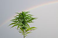 Flora-Cannabis-20120728-78a.jpg