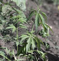Flora-Cannabis-20140511-108.jpg