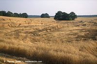Flora-Getreide-Weizen-199908-002.jpg