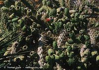 Flora-Kaktus-200011-54.jpg