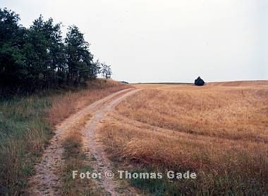 Juli 1992. Brandenburg / Mecklenburg-Vorpommern. Feldberger Seengebiet. Felder bei Thomsdorf