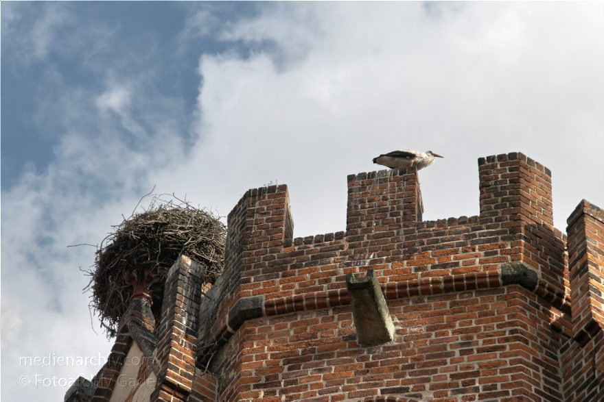 Tangermünde. Storch mit Horst auf den Zinnen.