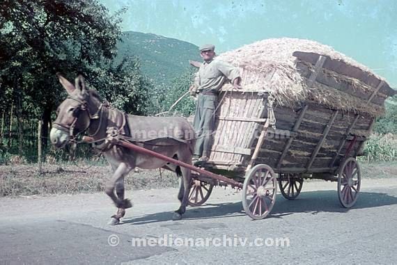 Ein Landarbeiter transportiert eine Fuhre Heu mit einem Eselskarren.