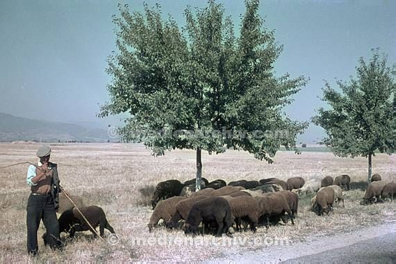 bei Plovdiv. Schäfer mit seiner Schafherde