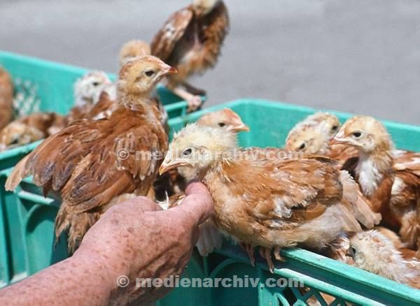 Rilagebirge. Borovets. Markt. Küken eines Geflügelhändlers. Hühner.