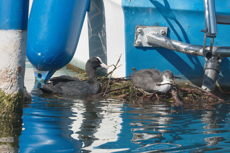 Blässhuhn beim Nestbau