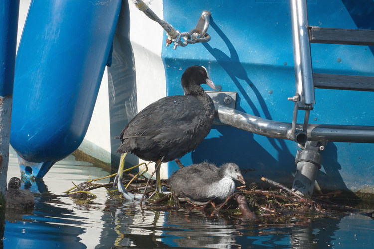 Blässhuhn beim Nestbau