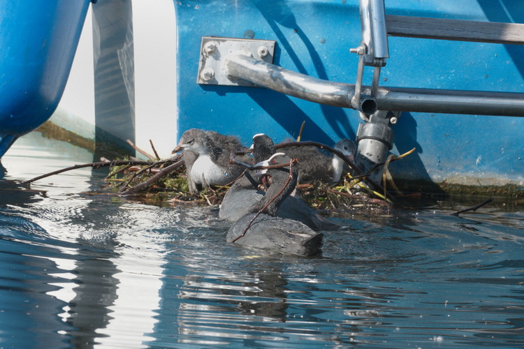 Blässhuhn beim Nestbau