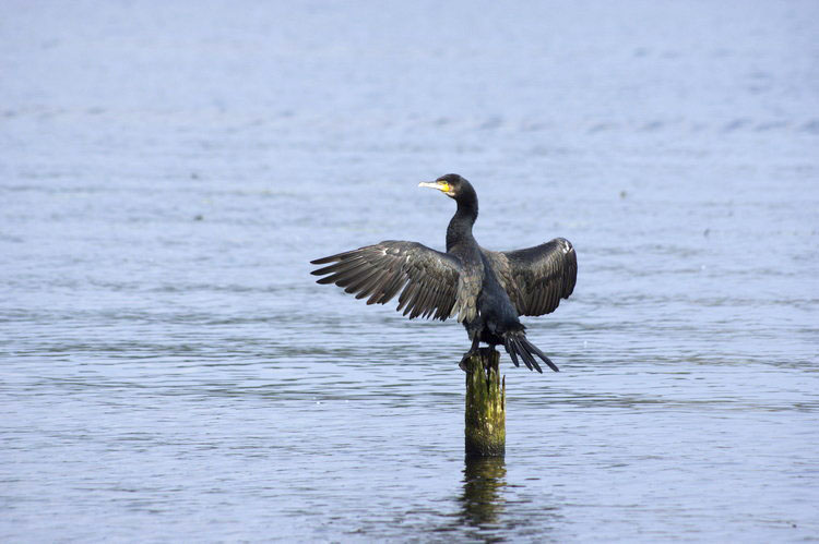 Havel. Kormorane beim Trocknen ihrer FlÃ¼gel