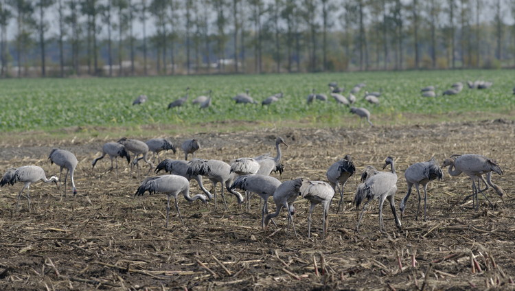 Kraniche auf Feldern
