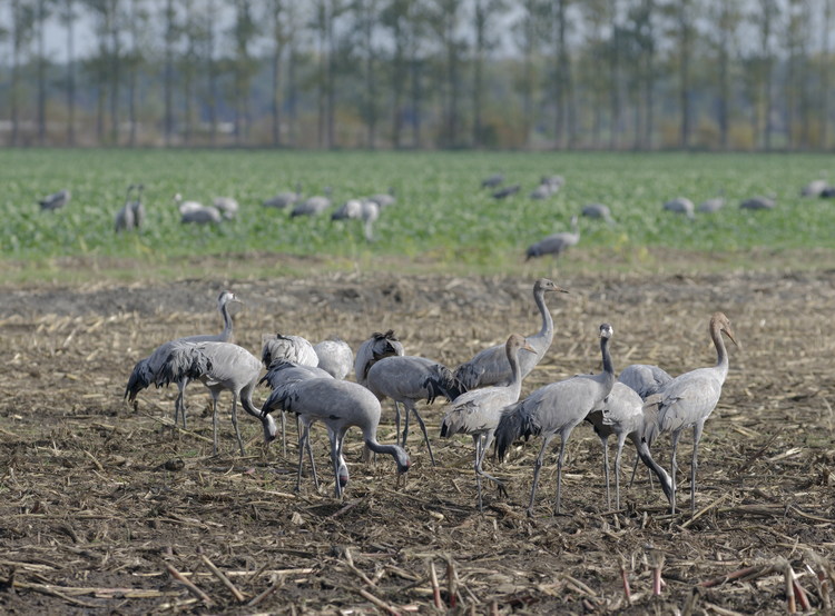 Kraniche auf Feldern