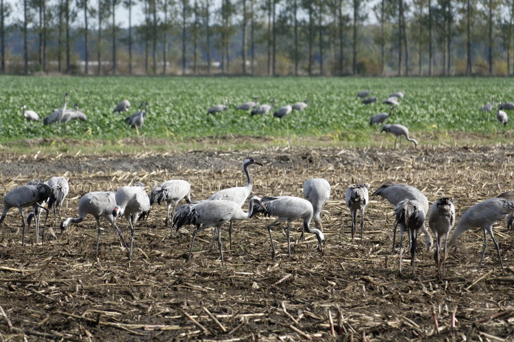 Kraniche auf Feldern