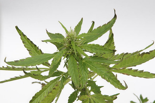 Cannabis Sativa