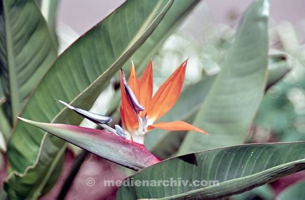 1969. Spanien. Kanarische Inseln. Teneriffa. Flora. Pflanzen. Strelitzien (Strelitziaceae).