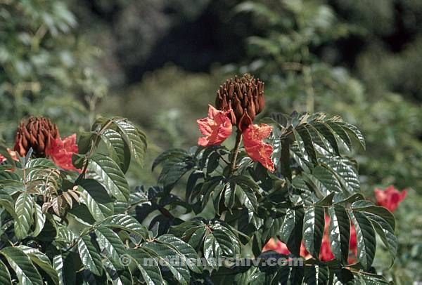1972. Südsee. Flora. Pflanzen.