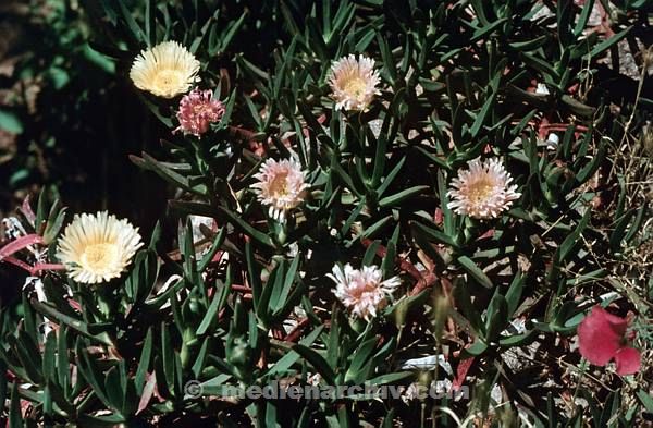 1958. Frankreich. Korsika. Flora. Pflanzen. Strand-Eisgerr.