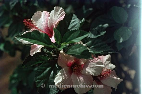 1968. Portugal. Insel Madeira.