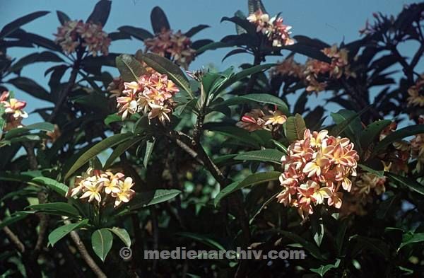 1968. Portugal. Insel Madeira.