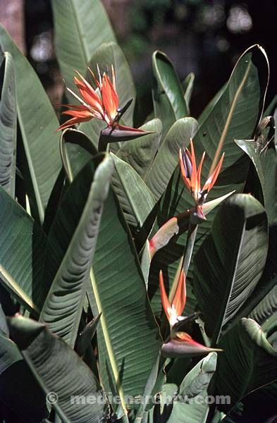1968. Portugal. Insel Madeira.