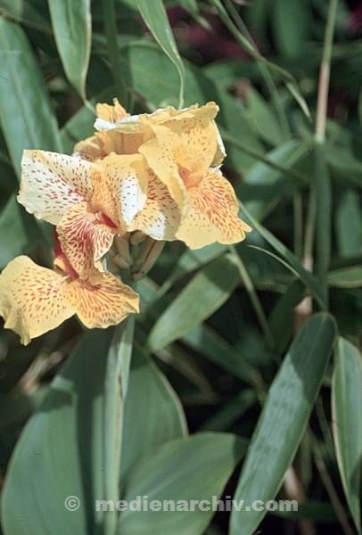 1972. Südsee. Haiti. Flora. Pflanzen. Schwertlilien.